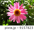 マーガレット 9157823