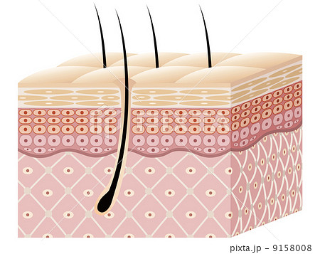 肌の断面図 9158008