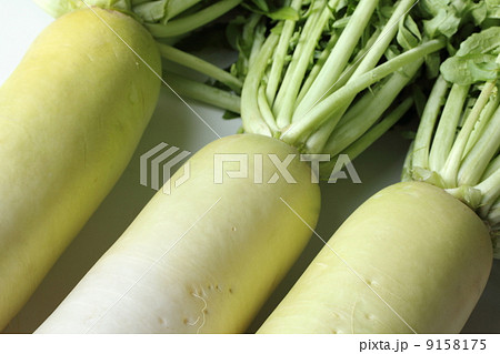大根 9158175