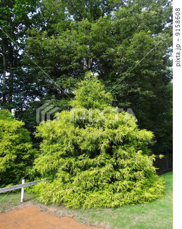 フィリフェラ・オーレア　コニファー 9158608