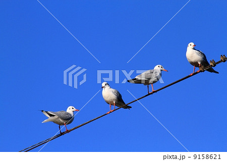 電線に止まるユリカモメ 9158621