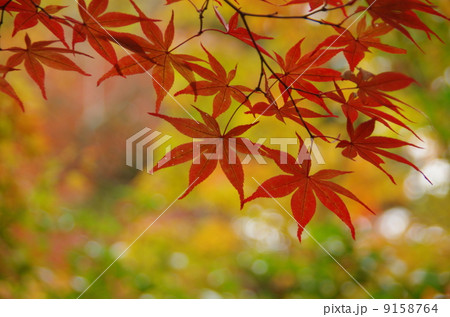 紅葉のアップ 紅葉のアップ 9158764