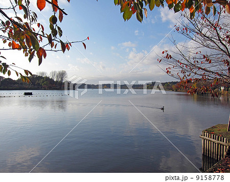 千波湖　紅葉と野鳥 9158778
