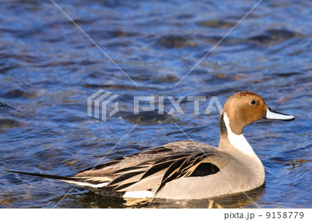 オナガガモ(オス) オナガガモ(オス) 9158779