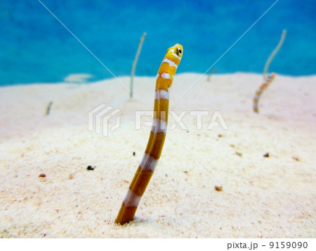 水族館のチンアナゴ 9159090