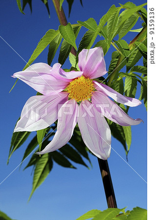 皇帝ダリア 皇帝ダリア 9159136