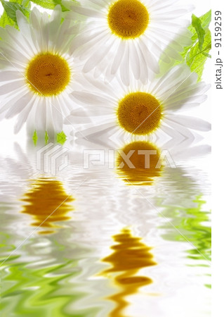 Flower in water 9159259
