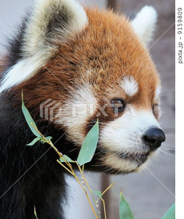 レッサーパンダ レッサーパンダ 9159809
