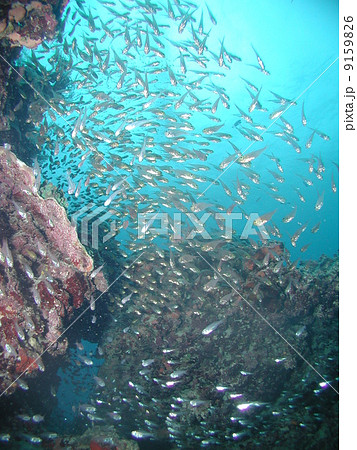 スカシテンジクダイの群れ 9159826