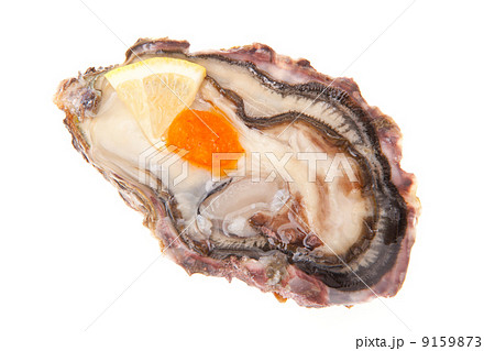 生牡蠣 生牡蠣 9159873