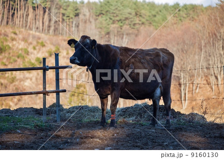 牛　しあわせ牧場 9160130