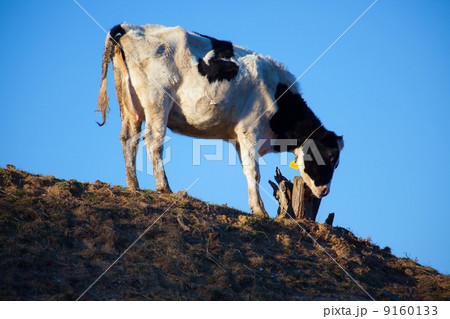 牛　しあわせ牧場 9160133