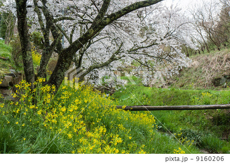 三春の景色の写真素材