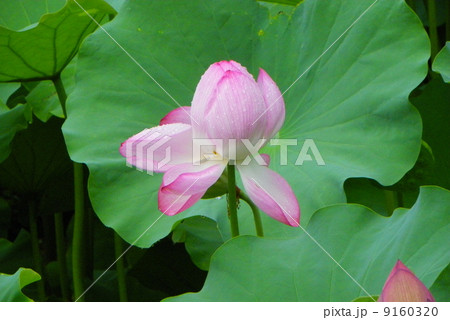 蓮の花 蓮の花 9160320