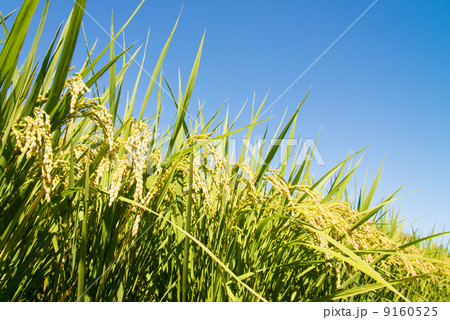 稲穂と青空 9160525