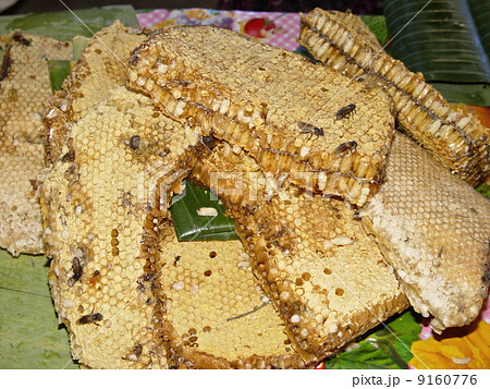 蜂の巣（ビエンチャン／ラオス） 9160776