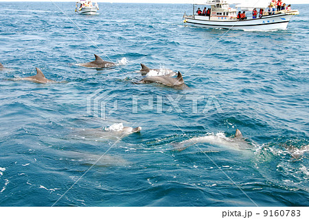 天草のイルカウォッチング 天草のイルカウォッチング 9160783