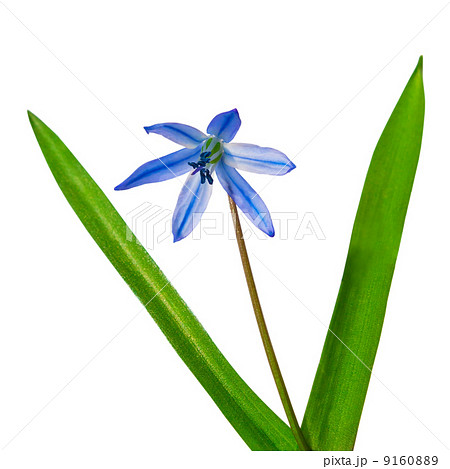 bluebells spring flowers scilla bifolia blue forest flower isola 9160889
