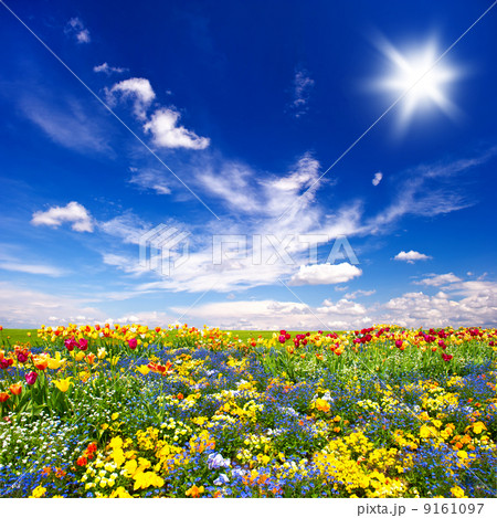 beautiful flowers meadow and cloudy blue sky beautiful flowers meadow and cloudy blue sky 9161097