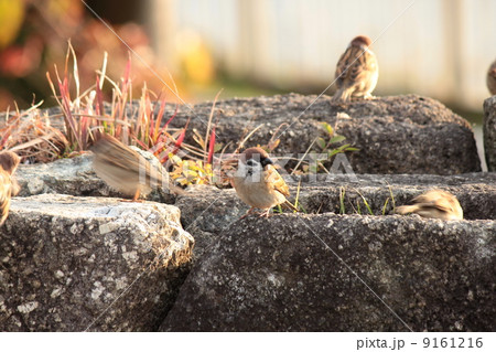 すずめ 9161216