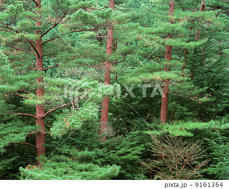 赤松の木の写真素材