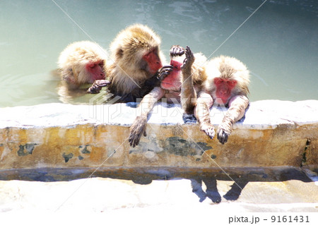 函館の温泉でお正月を楽しむお猿さん 函館の温泉でお正月を楽しむお猿さん 9161431