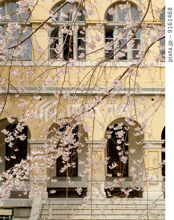 桜 - 京都府庁旧本館 9161468