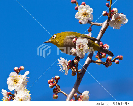 梅とメジロ 梅とメジロ 9161493