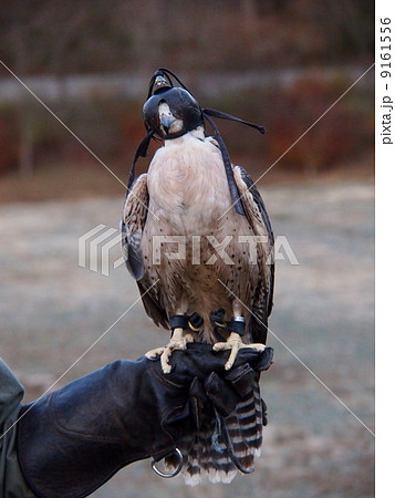 ハヤブサ ハヤブサ 9161556