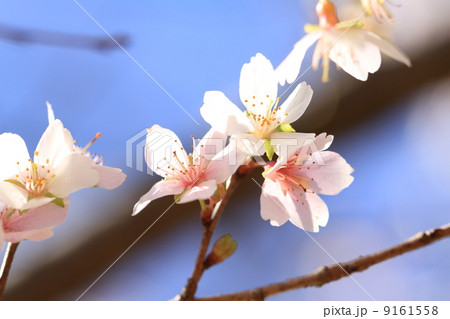 満開の十月桜の花と蕾 9161558