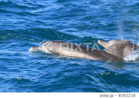 野生のイルカ 9162216