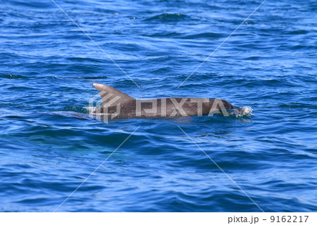 野生のイルカ 9162217
