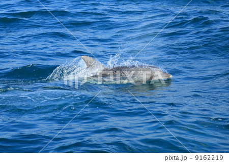 野生のイルカ 9162219