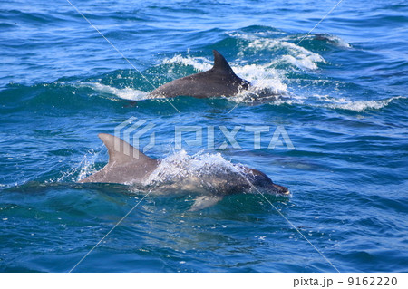野生のイルカ 野生のイルカ 9162220