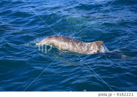 野生のイルカ 9162221