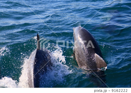野生のイルカ 野生のイルカ 9162222