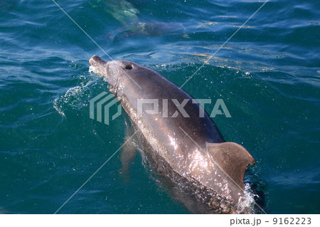 野生のイルカ 9162223