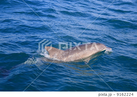 野生のイルカ 野生のイルカ 9162224