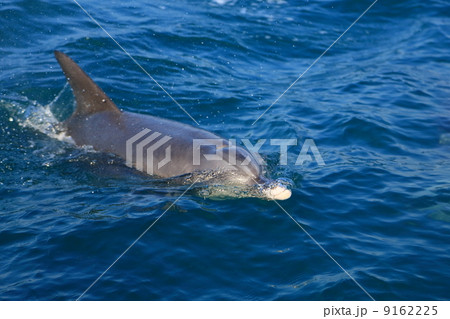野生のイルカ 野生のイルカ 9162225
