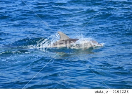 野生のイルカ 9162228