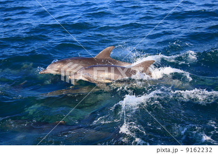 野生のイルカ 9162232
