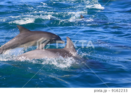 野生のイルカ 野生のイルカ 9162233