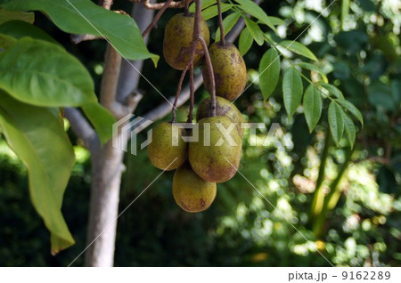 スポンディアス・キテレア スポンディアス・キテレア 9162289