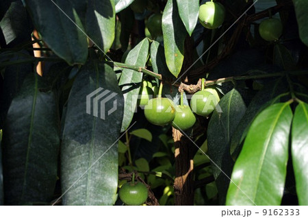 キヤニモモの果実 9162333