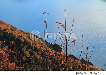 晩秋の三方五湖 9162469