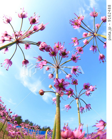 らっきょうの花 9162488