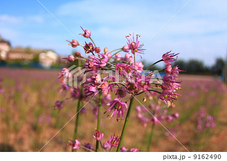 らっきょうの花 9162490