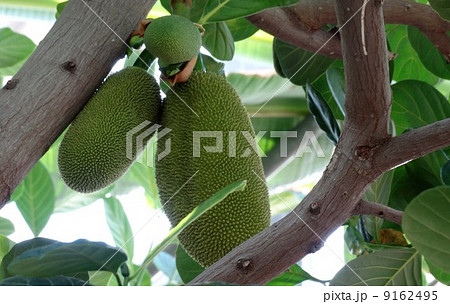 世界最大の果実・パラミツ 世界最大の果実・パラミツ 9162495