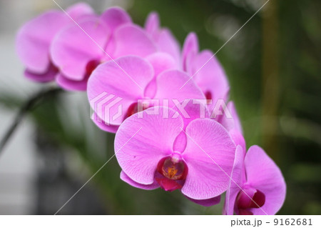 ファレノプシス ファレノプシス 9162681