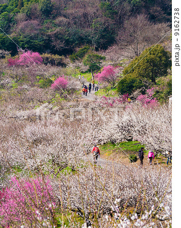綾部山梅林 綾部山梅林 9162738